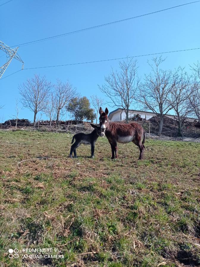 Agriturismo Corte Maccini Verona Buitenkant foto